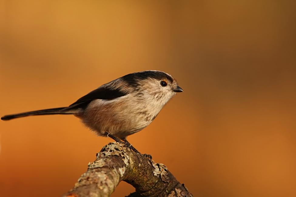 Imagen 44 de la galería de Otras aves (PDF)